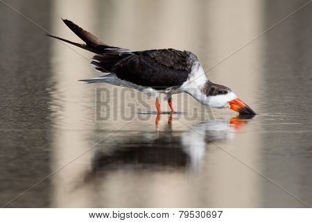 Black Skimmer drinking in water