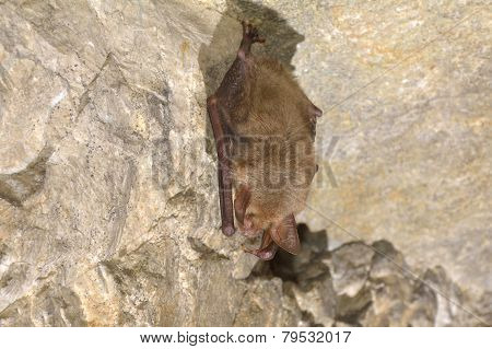 Greater Mouse-eared Bat ( Myotis Myotis)