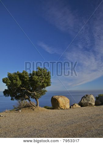 ชายหาด มีต้นไม้