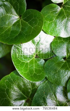 Shiny Green Leaves Of Asarabacca (asarum Europaeum)
