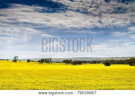 Canola field
