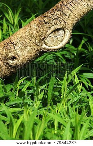 Tree Trunk