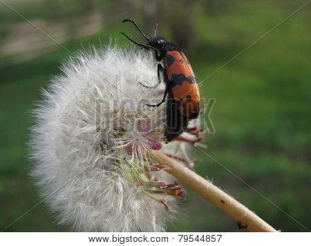 beetle