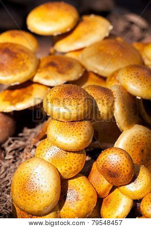 Zugitake Mushrooms In The Farm