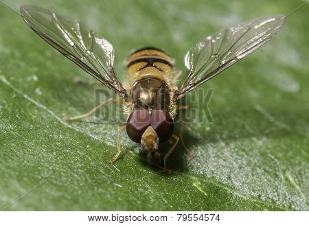 Fly