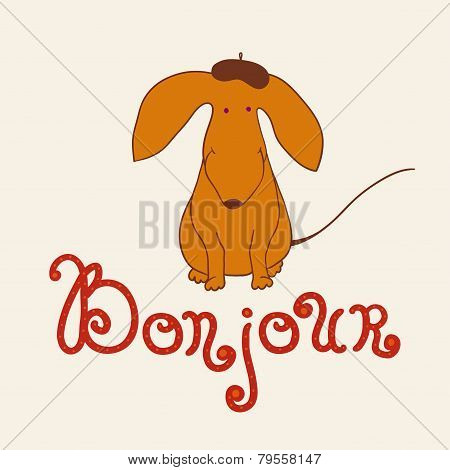 Dachshund