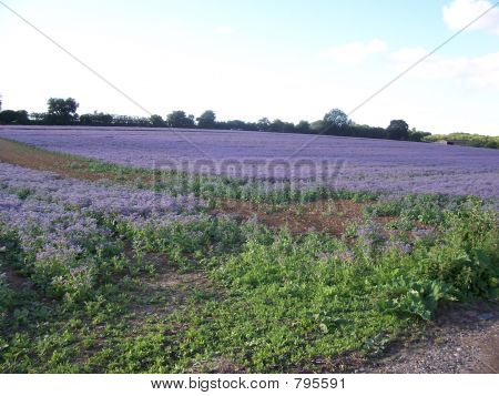 ฟิลด์ borage