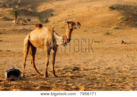 Camel Safari