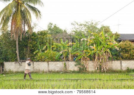 Farmer Walking