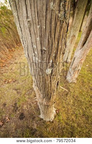 Tree trunks