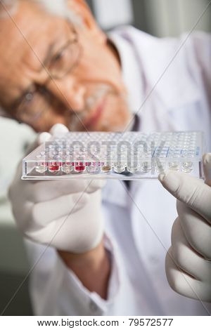 Mature male researcher examining microtiter plate in laboratory