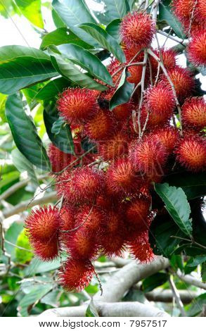 frische rambutan