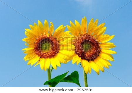 paar Sonnenblume