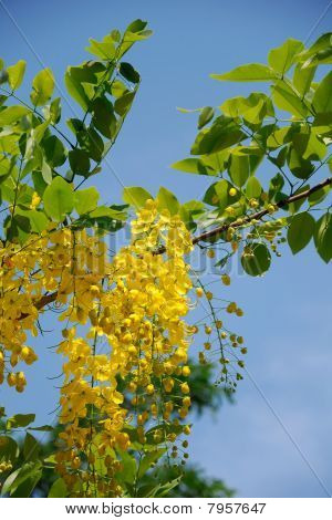die Golden floral