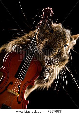 Degu Pet Musician