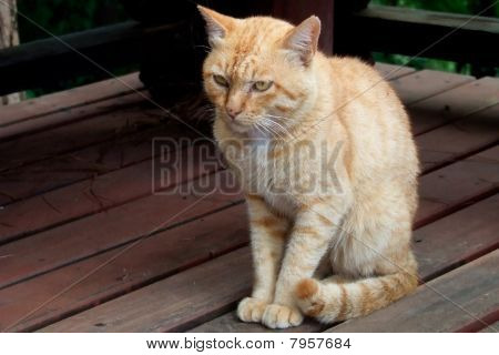 die orange Katze