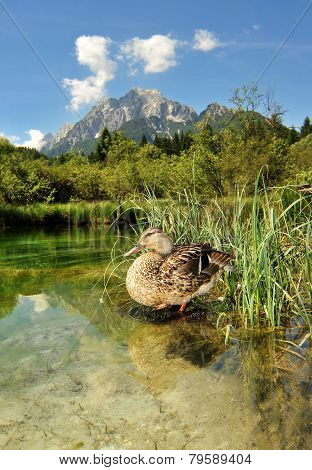 Sava spring with duck, Zelenci