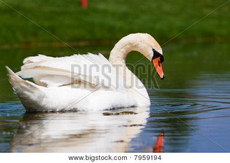 Un beau Cygne tuberculé dans un étang