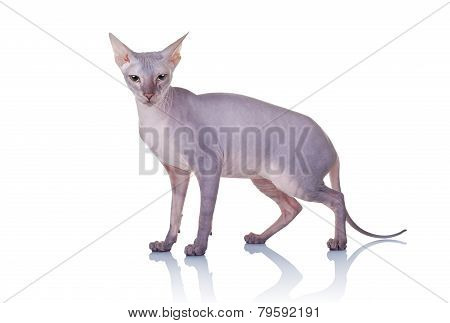 Cat Of Don Sphynx Breed
