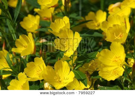 Sydlige Sundrops blomst