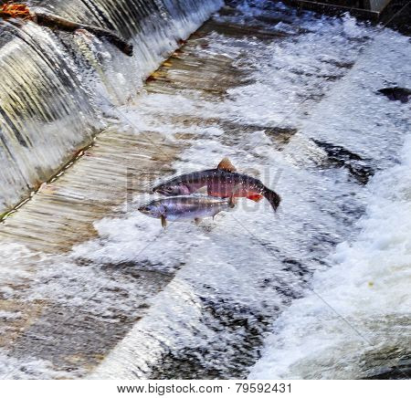 Chinook Coho Salmon Jumping Issaquah Hatchery Washington State
