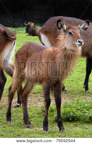 Young waterbuck (Kobus ellipsiprymnus). 