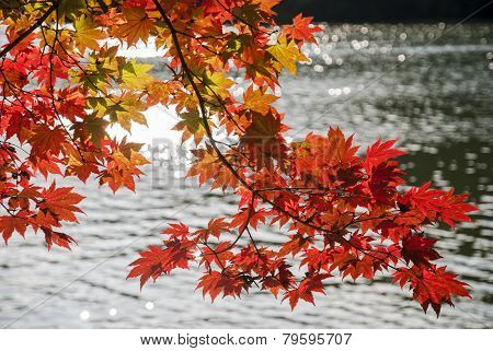 Red Maple Leaves and Lake Background