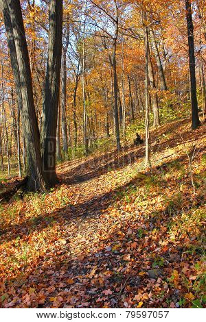 Kickapoo State Park Illinois