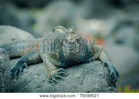 iguanas in san cristobal galapagos islands