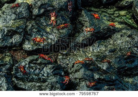 red crabs walking on rocks