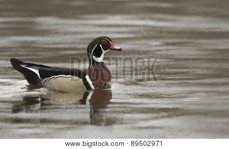 Male Wood Duck
