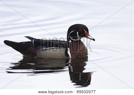 Male Wood Duck