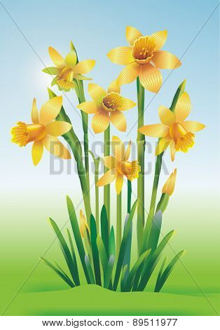 Jonquils Art Illustration
