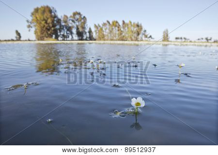 Common Water Crowfoot