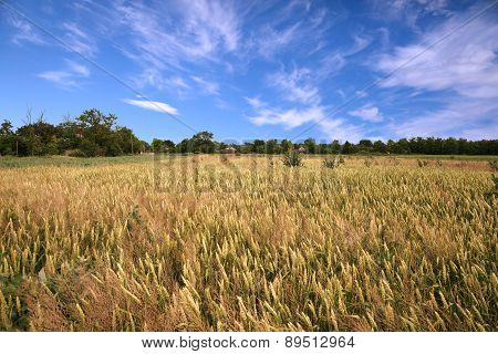 Wheaten Field And Sky