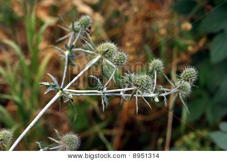 Heks blomst