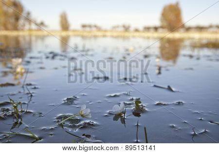 Common Water Crowfoot