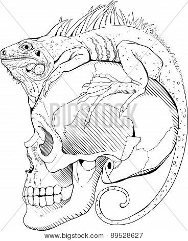 iguana and scull