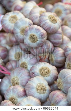 Garlic