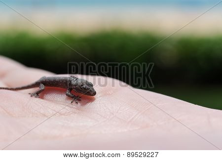 Lizard on hand