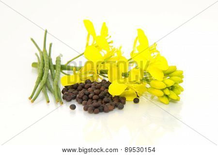 heap of Brown Mustard seeds and mustard flower