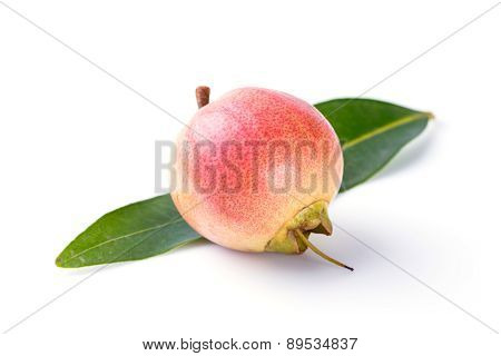 Syzygium Jambos Rose Apple