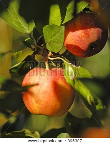 Mele rosse