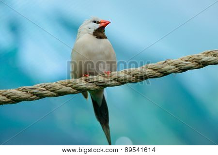 Beautiful Little Bird