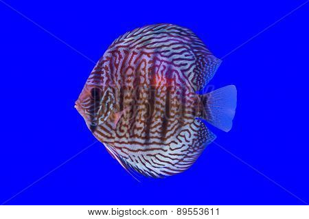 Pompadour Fish