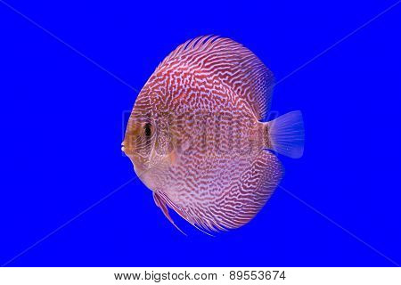 Pompadour Fish