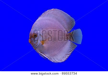 Pompadour Fish