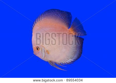 Pompadour Fish