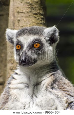 Ring-tailed Lemur (lemur Catta)