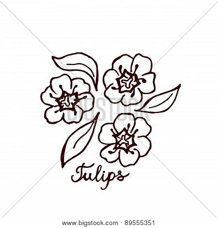 Handsketched bouquet of tulips